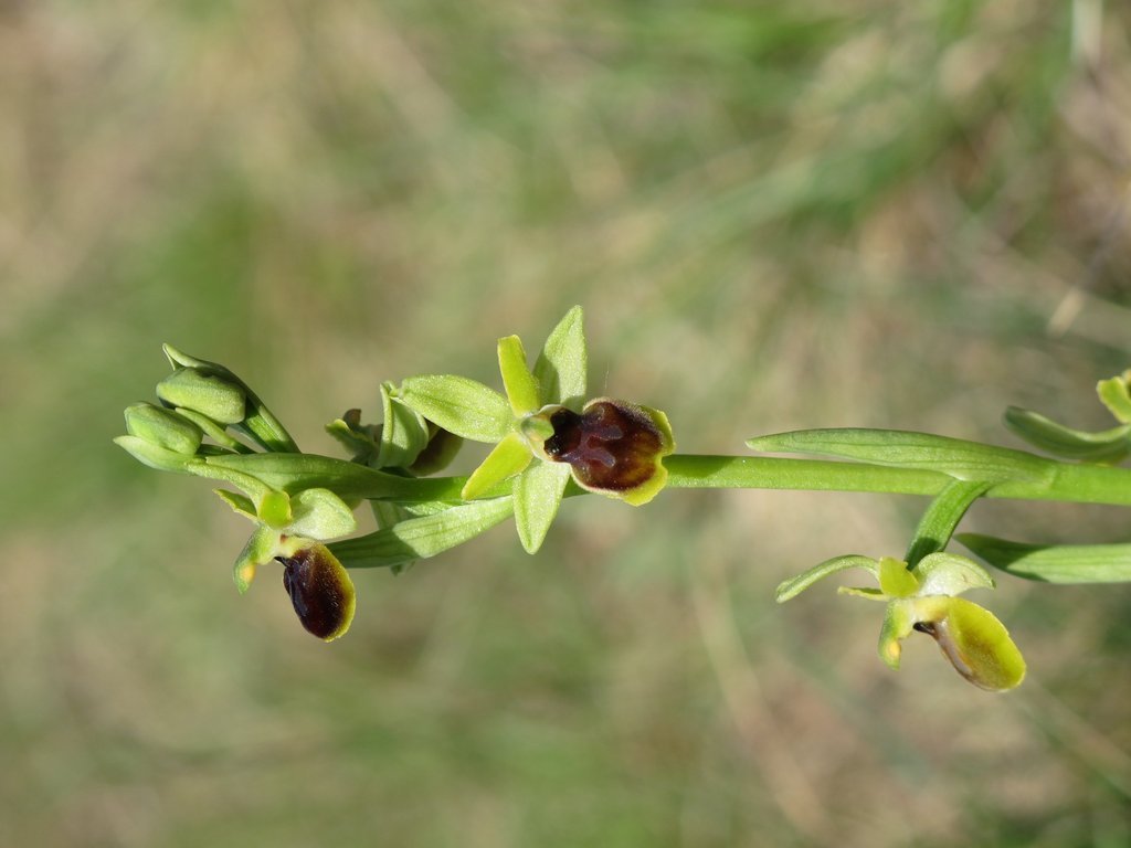 Ophrys virescens